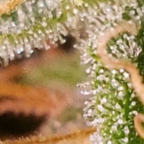 OG COOKIES - 01121 growlog photo: Amber Trichome Review: Still not ripe. 
