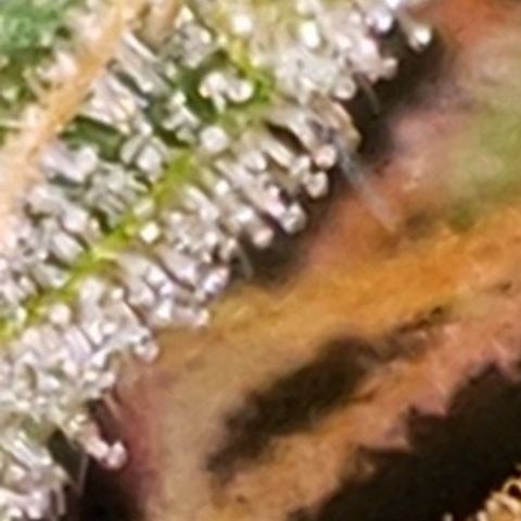 OG COOKIES - 01121 growlog photo: Amber Trichome Review: Still not ripe. 