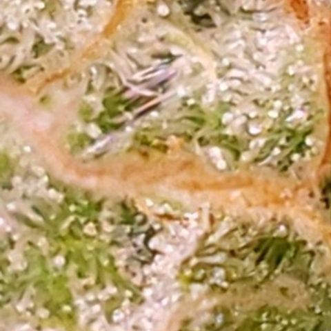 OG COOKIES - 01121 growlog photo: Amber Trichome Review: Still not ripe. 