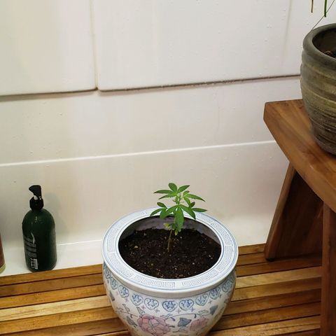 OG COOKIES - 022321 growlog photo: Growing like a weed in her new pot.
