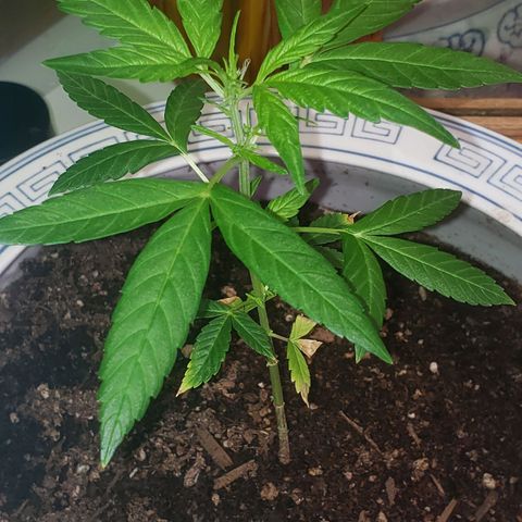 OG COOKIES - 022321 growlog photo: Growing like a weed in her new pot.