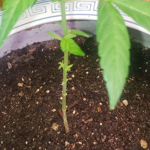 OG COOKIES - 022321 growlog photo: Trimmed lower four branches of fan leaves. 