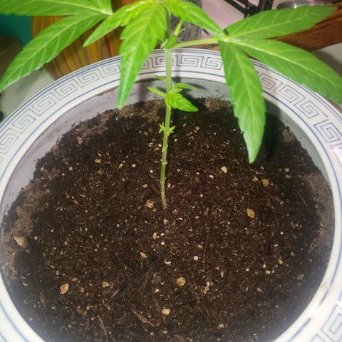 OG COOKIES - 022321 growlog photo: Trimmed lower four branches of fan leaves. 