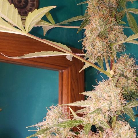 OG COOKIES - 01121 growlog photo: Beginning first day of week 10, tomorrow. She glistening with trichomes but just beginning to see very sparsely separated amber trichomes. So, harvest in about 7 days. 