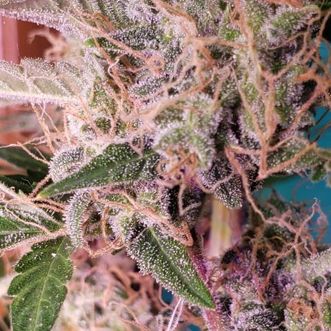 OG COOKIES - 01121 growlog photo: Beginning first day of week 10, tomorrow. She glistening with trichomes but just beginning to see very sparsely separated amber trichomes. So, harvest in about 7 days. 