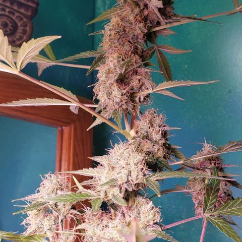OG COOKIES - 01121 growlog photo: Beginning first day of week 10, tomorrow. She glistening with trichomes but just beginning to see very sparsely separated amber trichomes. So, harvest in about 7 days. 