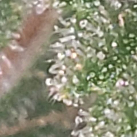 OG COOKIES - 01121 growlog photo: Amber trichomes sparsely appears. 