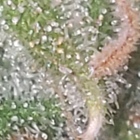 OG COOKIES - 01121 growlog photo: Amber trichomes sparsely appears. 