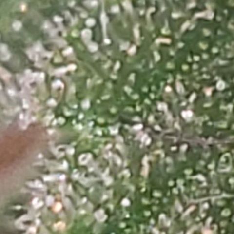OG COOKIES - 01121 growlog photo: Amber trichomes sparsely appears. 