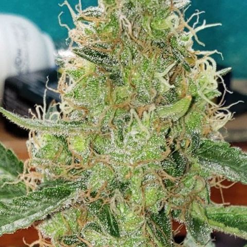 OG COOKIES - 01121 growlog photo: Fan leaves turning yellow is a sign to harvest very soon.