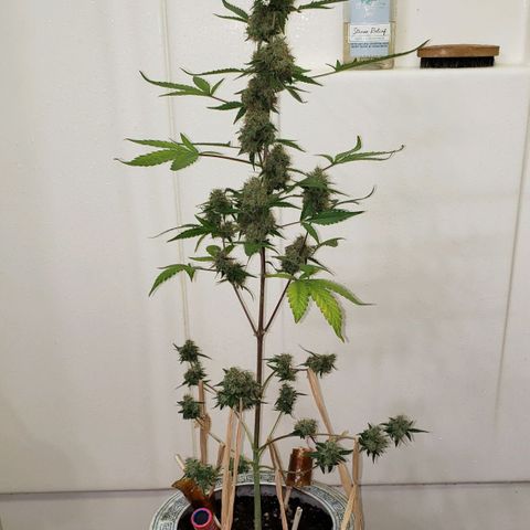 OG COOKIES - 01121 growlog photo: Fan leaves turning yellow is a sign to harvest very soon.