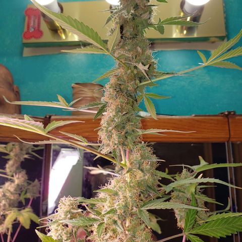 OG COOKIES - 01121 growlog photo: Fan leaves turning yellow is a sign to harvest very soon.