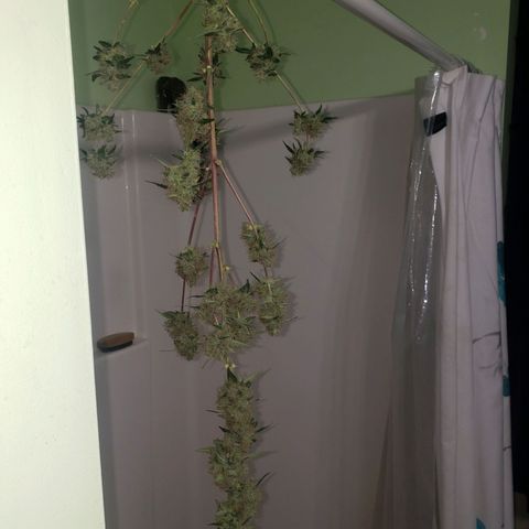 OG COOKIES - 01121 growlog photo: 48 hours in darkness and ice water. 