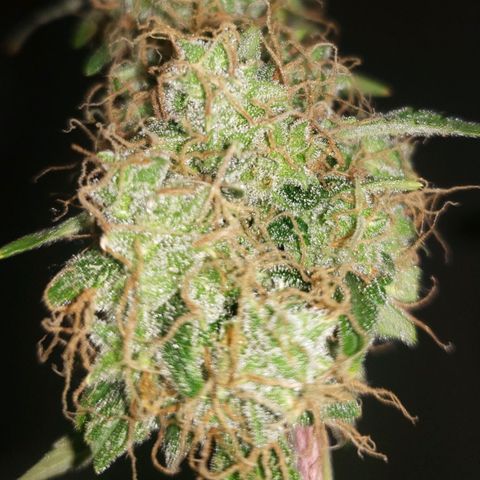 OG COOKIES - 01121 growlog photo: 48 hours in darkness and ice water. 