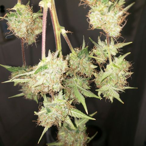 OG COOKIES - 01121 growlog photo: 48 hours in darkness and ice water. 