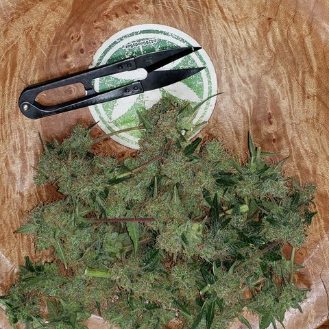 OG COOKIES - 01121 growlog photo: Sugar Leaf Tea, today. 