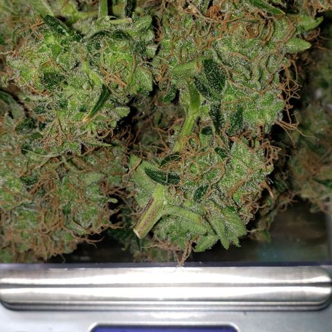 OG COOKIES - 01121 growlog photo: Sugar Leaf Tea, today. 