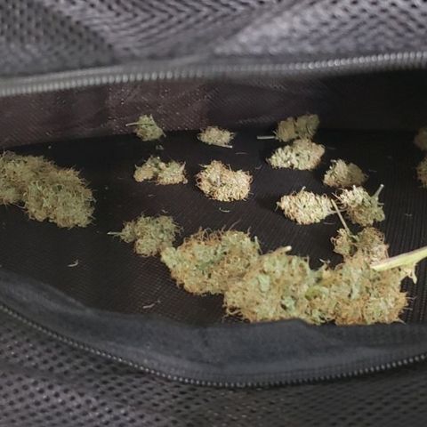 OG COOKIES - 01121 growlog photo: Drying up nicely.