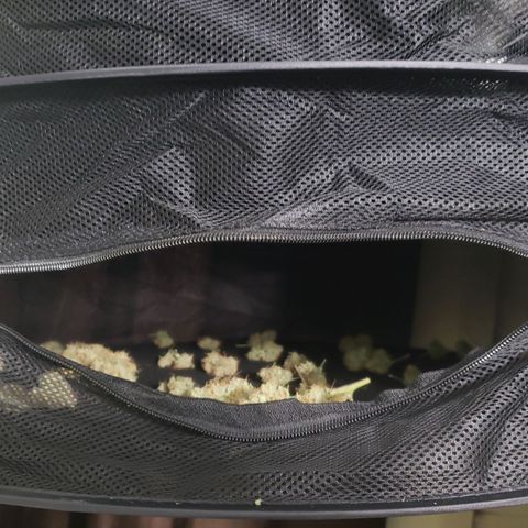 OG COOKIES - 01121 growlog photo: Drying up nicely.