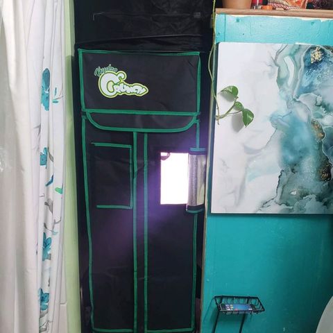 OG COOKIES - 01121 growlog photo: The Kush Gardens Grow Room.