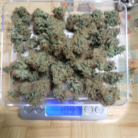 OG COOKIES - 01121 growlog photo: From 45 grams wet to 11 grams dry,  Lost a lot of weight in the drying and already ready to start curing. HiGrade Pro gives me a 4 out of 5 stars on this small grow.