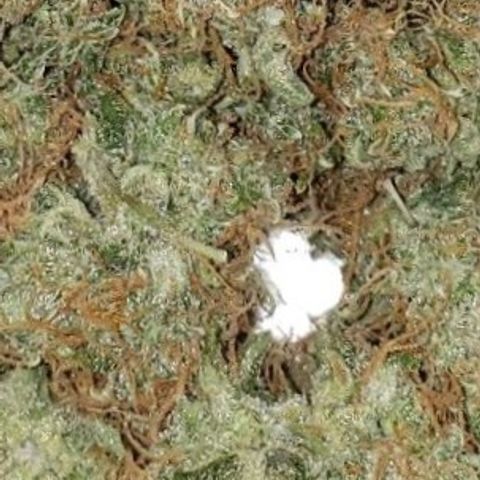 OG COOKIES - 01121 growlog photo: 2 weeks of cure begins now.