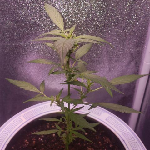OG COOKIES - 022321 growlog timeline photo