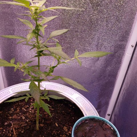 OG COOKIES - 022321 growlog photo: Some wood ash for breakfast. 