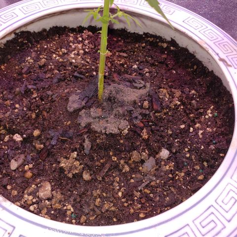 OG COOKIES - 022321 growlog photo: Some wood ash for breakfast. 
