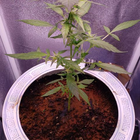 OG COOKIES - 022321 growlog photo: Root fungus almost killed her at birth, I guess it still persists. Will discard dirt after this grow. Cinnamon powder is best as a rooting hormone as well as a soil antifungal.