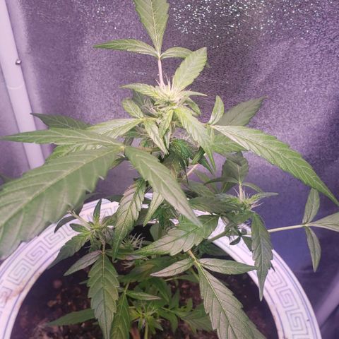 OG COOKIES - 022321 growlog photo: Vibrant and thriving after Potash Gruel. 