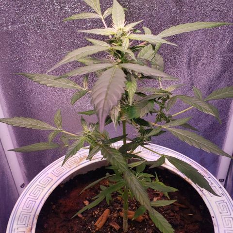 OG COOKIES - 022321 growlog photo: Egusi Tea
