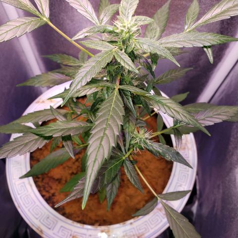 OG COOKIES - 022321 growlog timeline photo