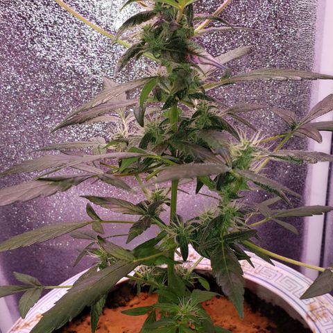 OG COOKIES - 022321 growlog timeline photo