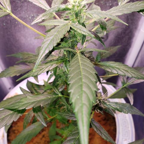OG COOKIES - 022321 growlog timeline photo