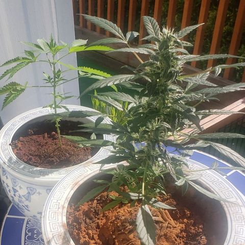 OG COOKIES - 022321 growlog timeline photo