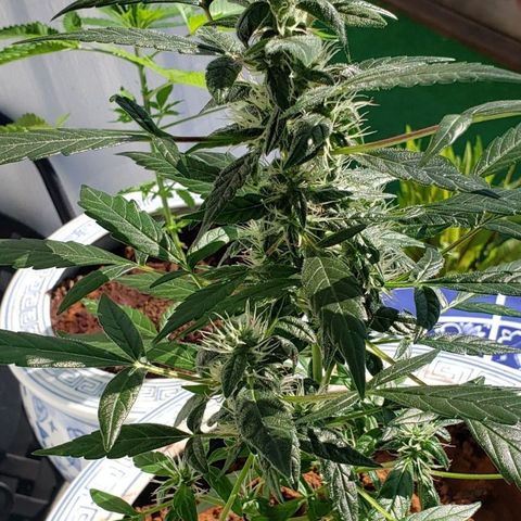 OG COOKIES - 022321 growlog timeline photo