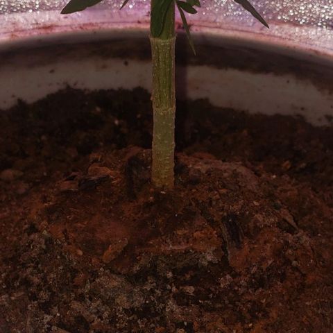 OG COOKIES - 022321 growlog photo: I always create a "mound" about 2-3 inches up from surface of soil medium, to allow plant top roots more surface to oxygenate. 