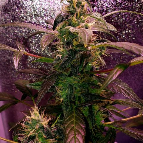 OG COOKIES - 022321 growlog timeline photo