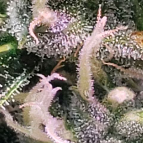 OG COOKIES - 022321 growlog timeline photo