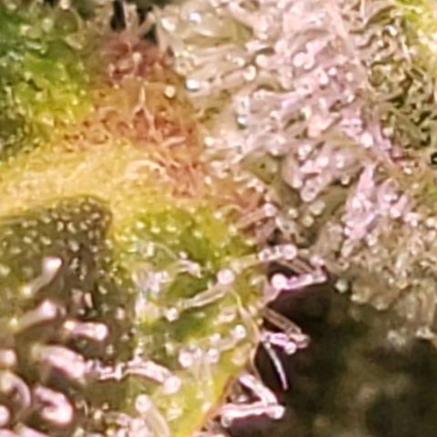 OG COOKIES - 022321 growlog photo: Clear to cloudy with no signs of amber.