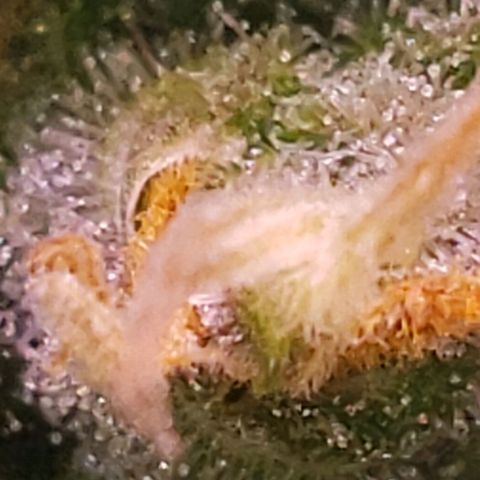 OG COOKIES - 022321 growlog photo: Clear to cloudy with no signs of amber.