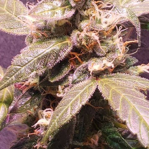 OG COOKIES - 022321 growlog photo: Clear to cloudy with no signs of amber.