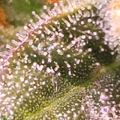 OG COOKIES - 022321 growlog photo: Clear to cloudy with no signs of amber.