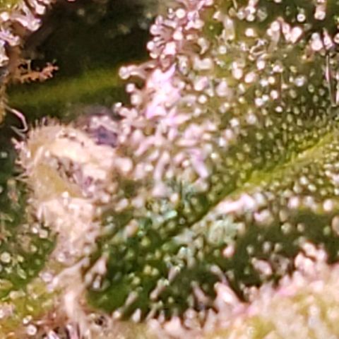 OG COOKIES - 022321 growlog photo: Clear to cloudy with no signs of amber.