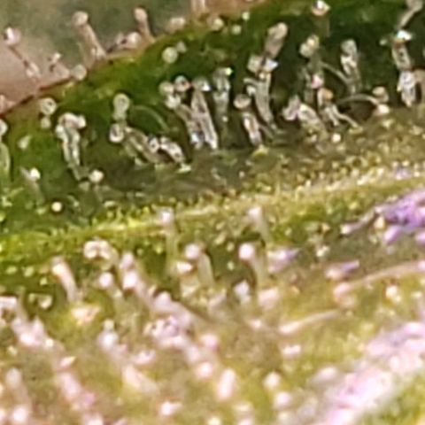 OG COOKIES - 022321 growlog photo: Clear to cloudy with no signs of amber.