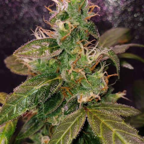OG COOKIES - 022321 growlog photo: Clear to cloudy with no signs of amber.