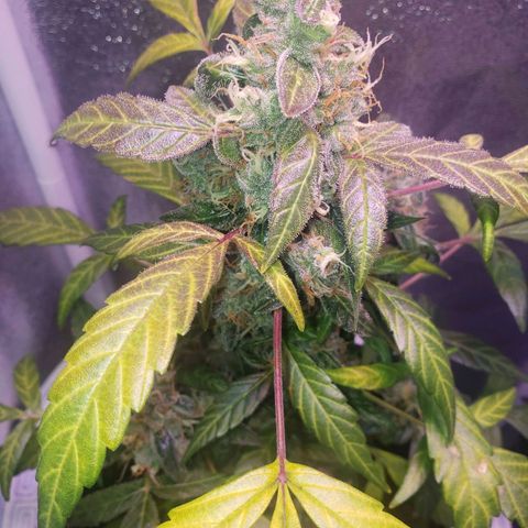 OG COOKIES - 022321 growlog photo: Amber trichomes make an appearance. A few more days. 