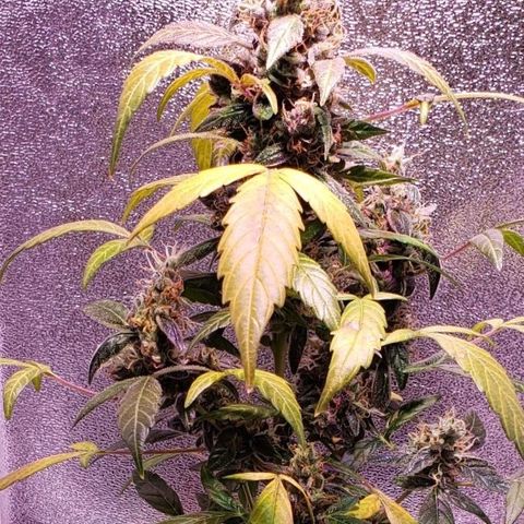 OG COOKIES - 022321 growlog photo: Yellow and orange are the colors of harvest.