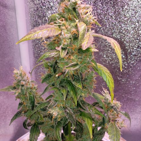 OG COOKIES - 022321 growlog photo: Trim & Egusi Tea 